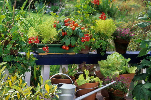 Ultimate Tricks for Successful Balcony Gardening